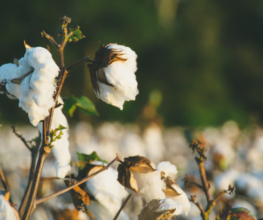 It All Starts With Cotton